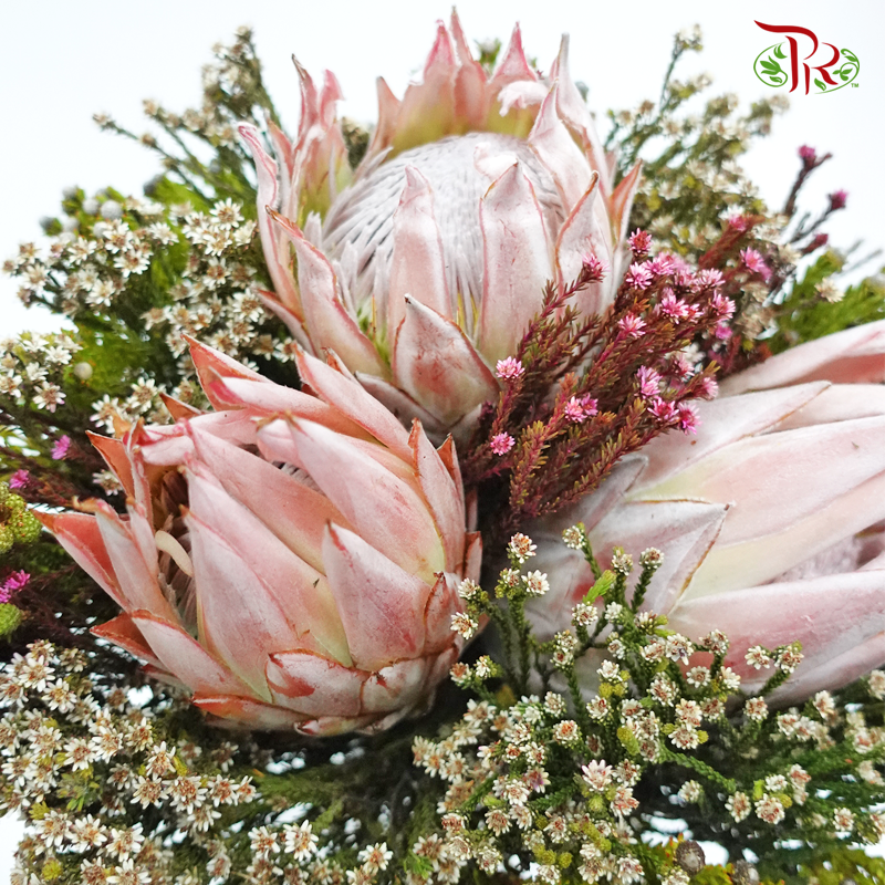 Safari Premium Bouquet - #11 (Per Bunch) **Random Cone/Fillers-Pink-Africa-prflorist.com.my