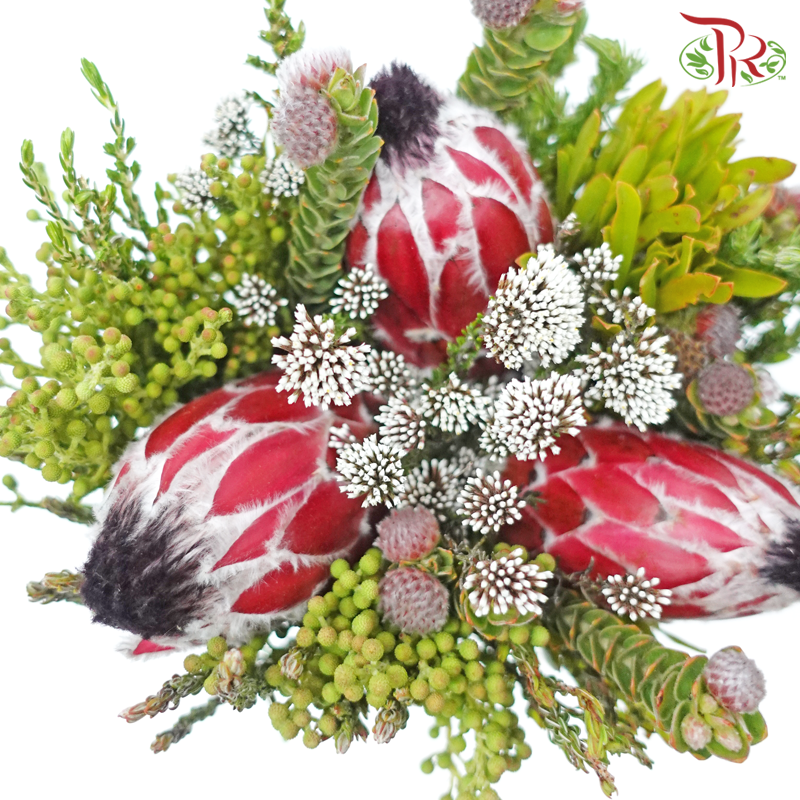 Safari Premium Bouquet - #21 (Per Bunch) **Random Cone/Fillers-Africa-prflorist.com.my