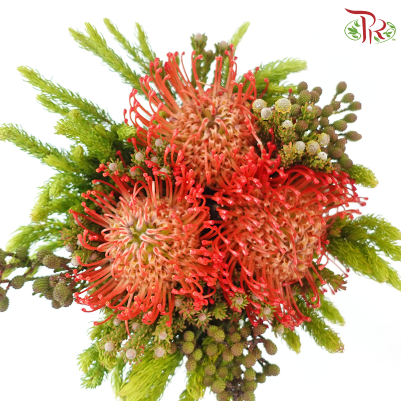 Safari Premium Bouquet - #29 (Pin Carousel / Hybrid)(Per Bunch) **Random Cone/Fillers-Africa-prflorist.com.my