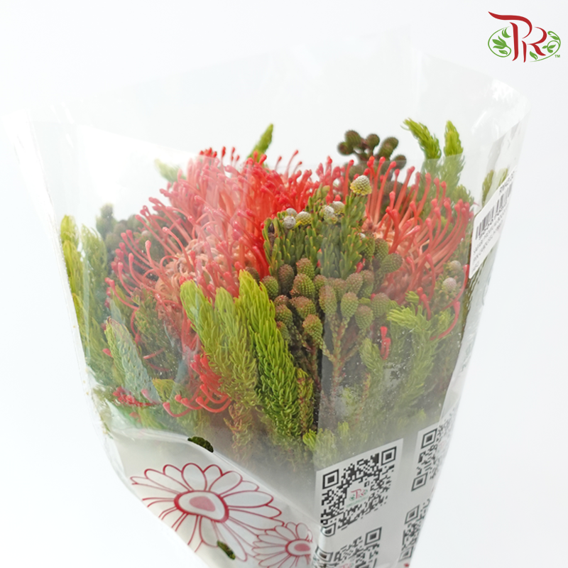 Safari Premium Bouquet - #29 (Pin Carousel / Hybrid)(Per Bunch) **Random Cone/Fillers-Africa-prflorist.com.my