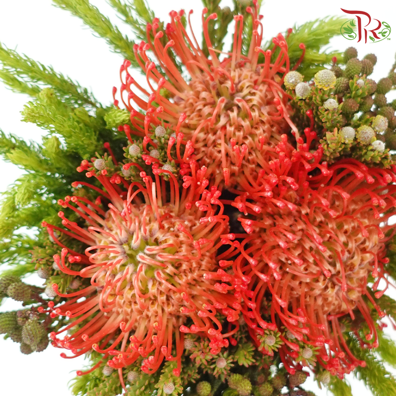 Safari Premium Bouquet - #29 (Pin Carousel / Hybrid)(Per Bunch) **Random Cone/Fillers-Africa-prflorist.com.my
