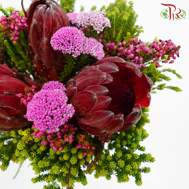 Safari Premium Bouquet - Protea With Metalasia (Per Bunch) **Random Cone/Fillers-Africa-prflorist.com.my