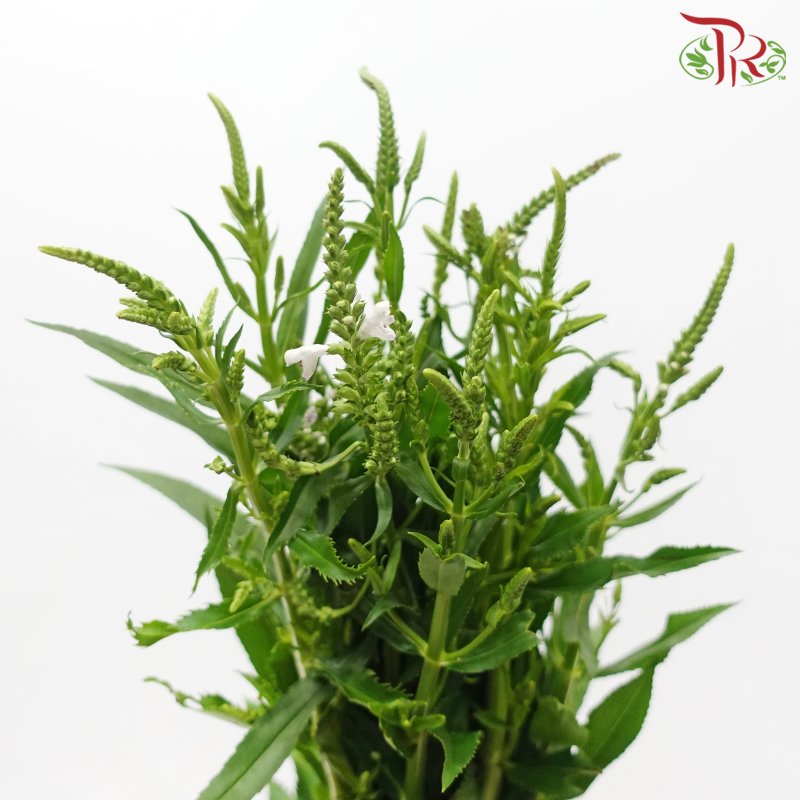 Sage - Pink (Per Bunch)-Pink-China-prflorist.com.my