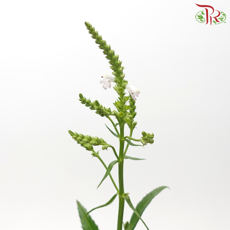 Sage - Pink (Per Bunch)-Pink-China-prflorist.com.my