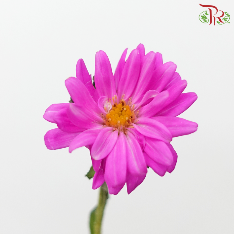 Sakura Daisy - Cherry Pink (Per Bunch)-Cherry Pink-China-prflorist.com.my