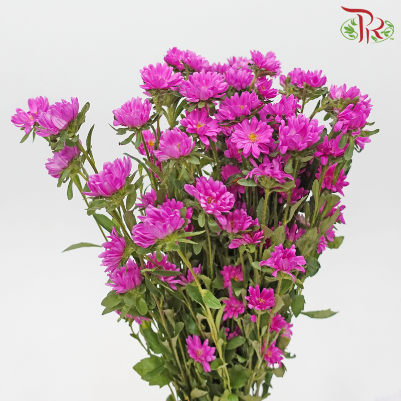 Sakura Daisy - Cherry Pink (Per Bunch)-Cherry Pink-China-prflorist.com.my