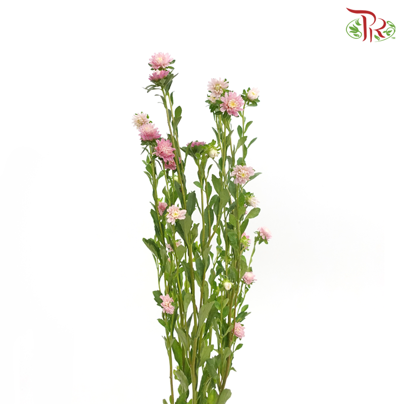 Sakura Daisy - Pink (Per Bunch)-Pink-China-prflorist.com.my