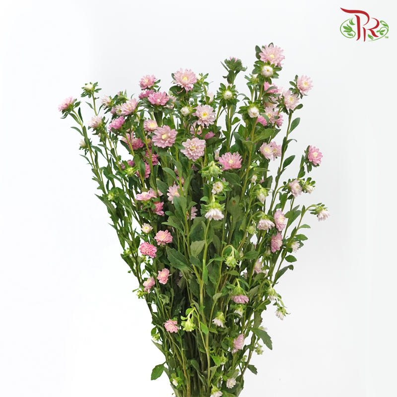 Sakura Daisy - Pink (Per Bunch)-Pink-China-prflorist.com.my