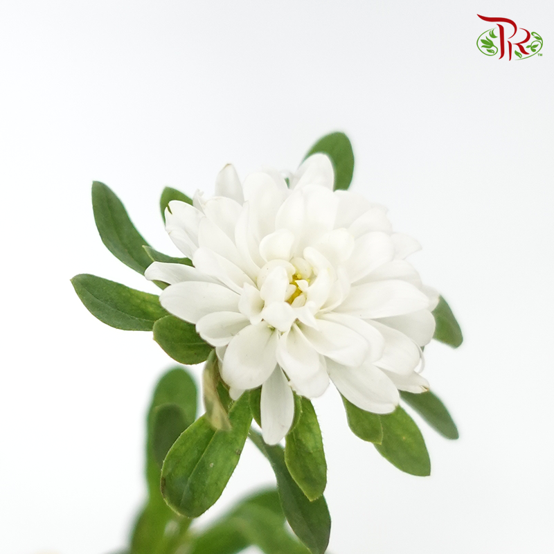 Sakura Daisy - White (Per Bunch)-White-China-prflorist.com.my