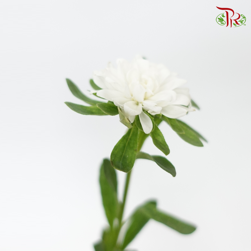 Sakura Daisy - White (Per Bunch)-White-China-prflorist.com.my