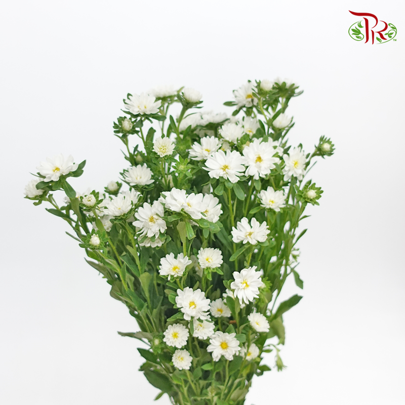 Sakura Daisy - White (Per Bunch)-White-China-prflorist.com.my