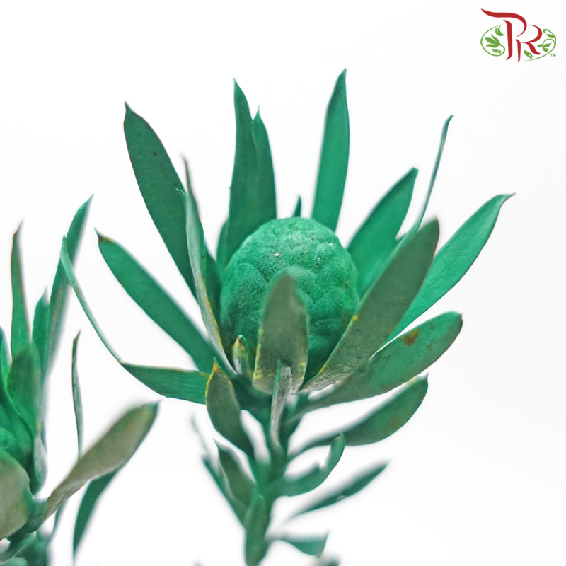 Salignum Xmas - Spray Green (5 Stems)-Spray Green-Africa-prflorist.com.my