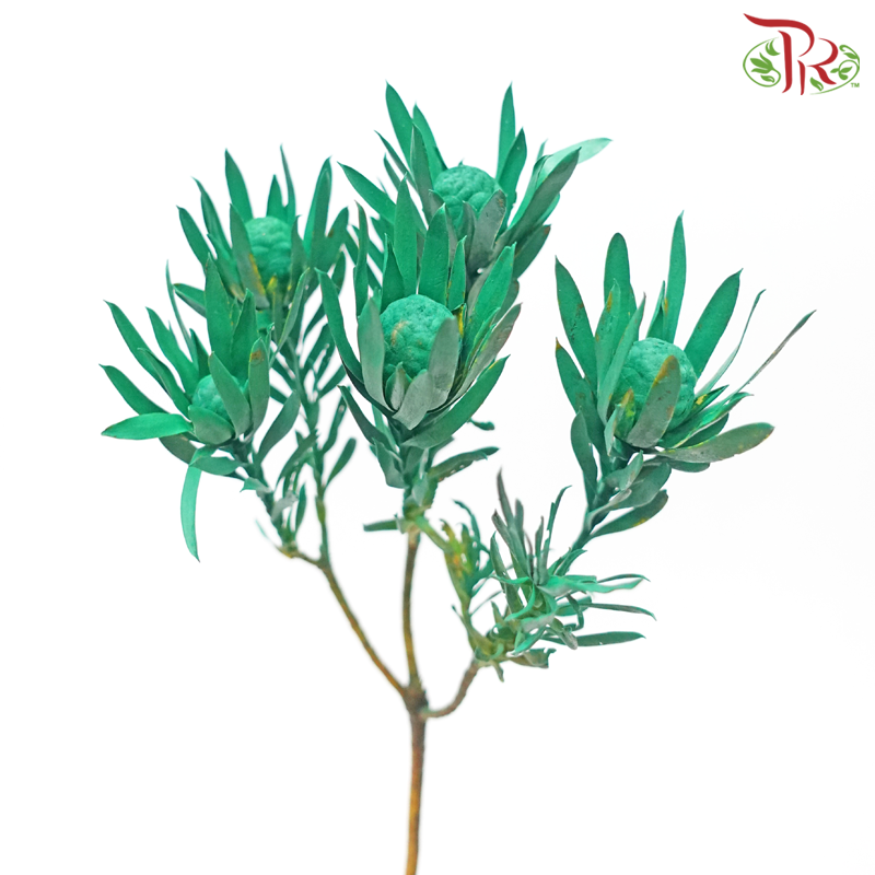 Salignum Xmas - Spray Green (5 Stems)-Spray Green-Africa-prflorist.com.my