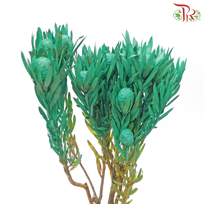 Salignum Xmas - Spray Green (5 Stems)-Spray Green-Africa-prflorist.com.my