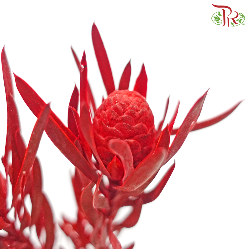 Salignum Xmas - Spray Red (5 Stems)-Spray Red-Africa-prflorist.com.my