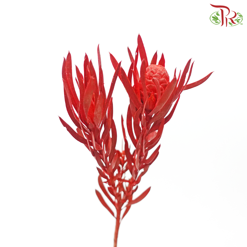 Salignum Xmas - Spray Red (5 Stems)-Spray Red-Africa-prflorist.com.my