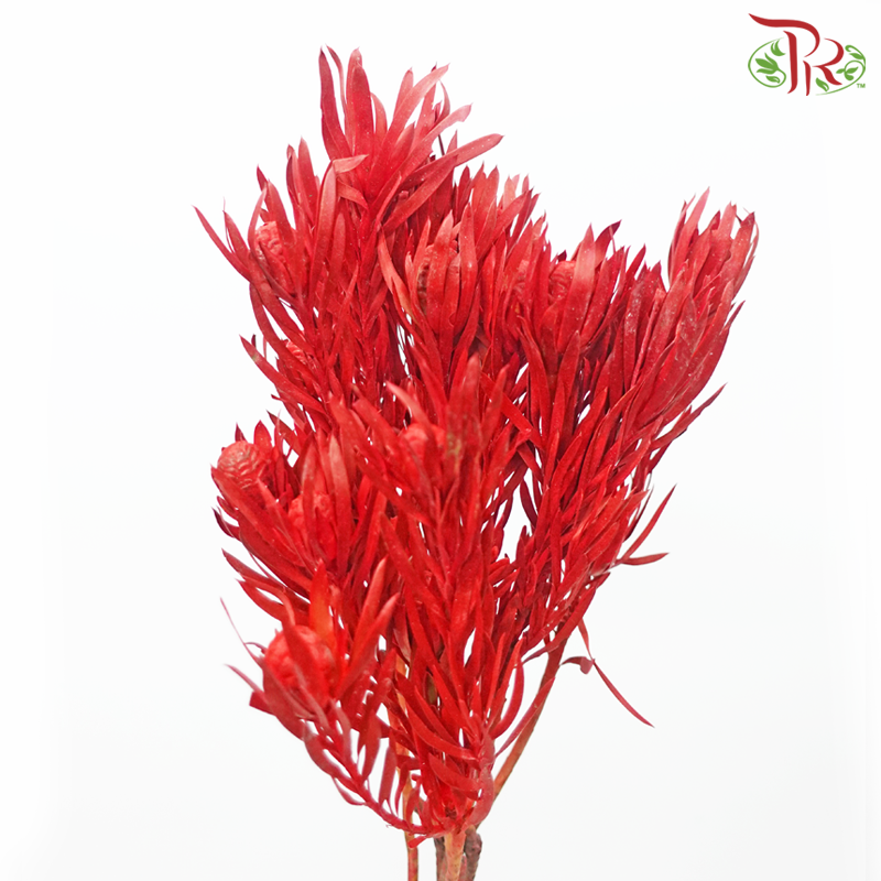Salignum Xmas - Spray Red (5 Stems)-Spray Red-Africa-prflorist.com.my