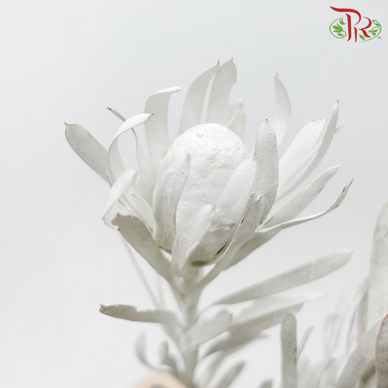 Salignum Xmas - Spray White (5 Stems)-Spray White-Africa-prflorist.com.my