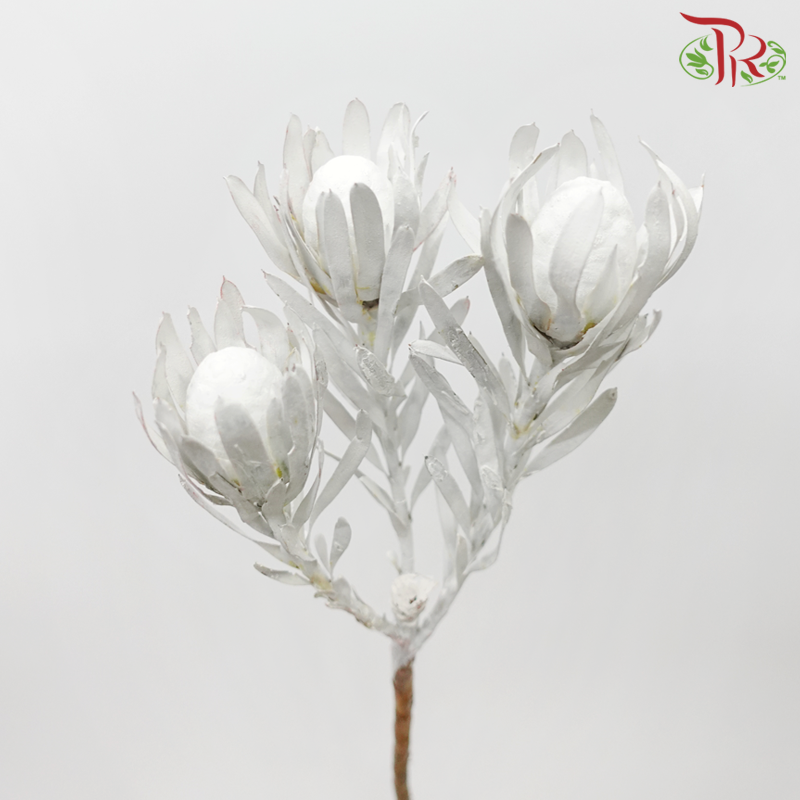 Salignum Xmas - Spray White (5 Stems)-Spray White-Africa-prflorist.com.my