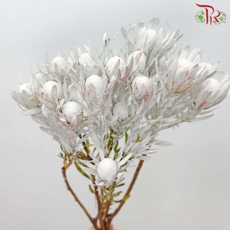 Salignum Xmas - Spray White (5 Stems)-Spray White-Africa-prflorist.com.my