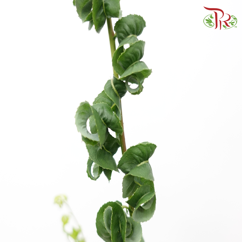 Salix Babylonica (5 Stems)-Japan-prflorist.com.my