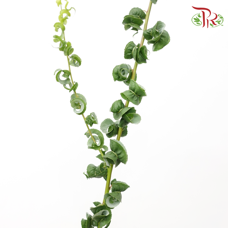 Salix Babylonica (5 Stems)-Japan-prflorist.com.my