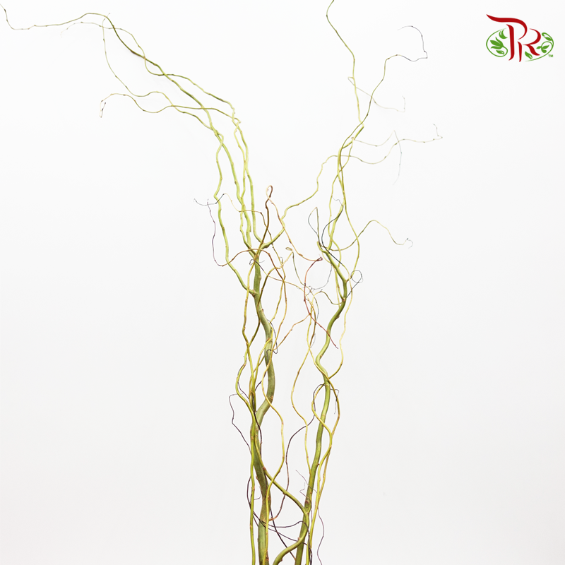 Salix Natural (3 Stems)-Pudu Ria Florist-prflorist.com.my