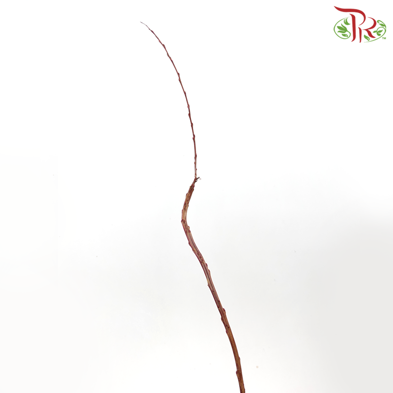 Salix Udensis - (3 Stems)-Import-prflorist.com.my
