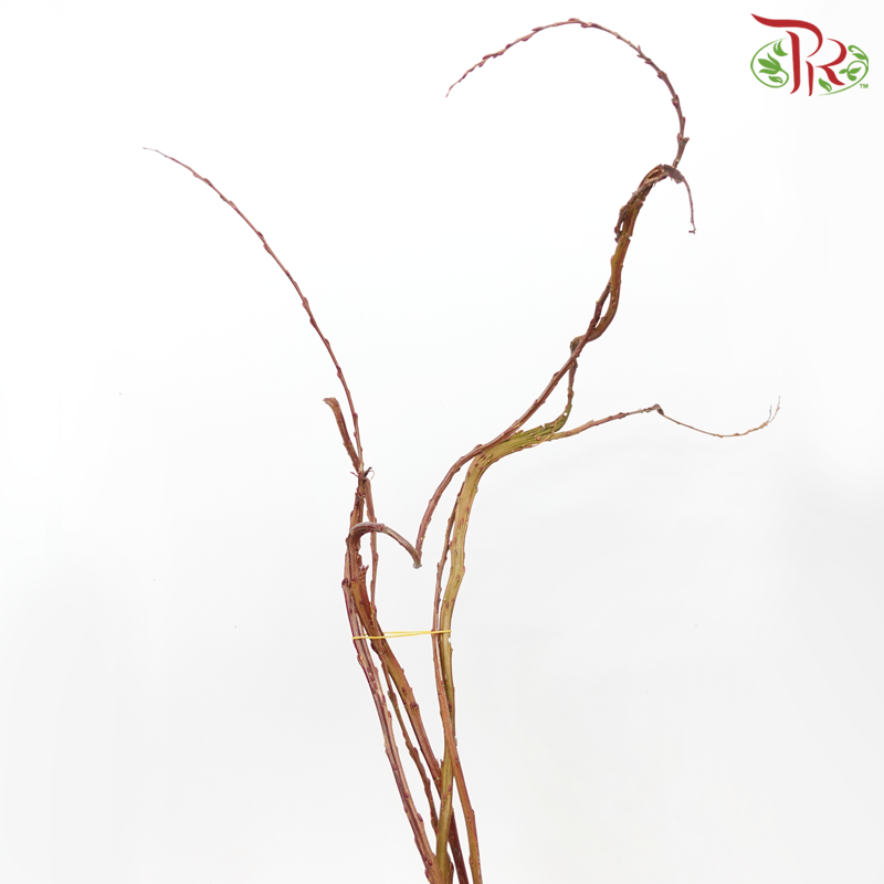 Salix Udensis - (3 Stems)-Import-prflorist.com.my