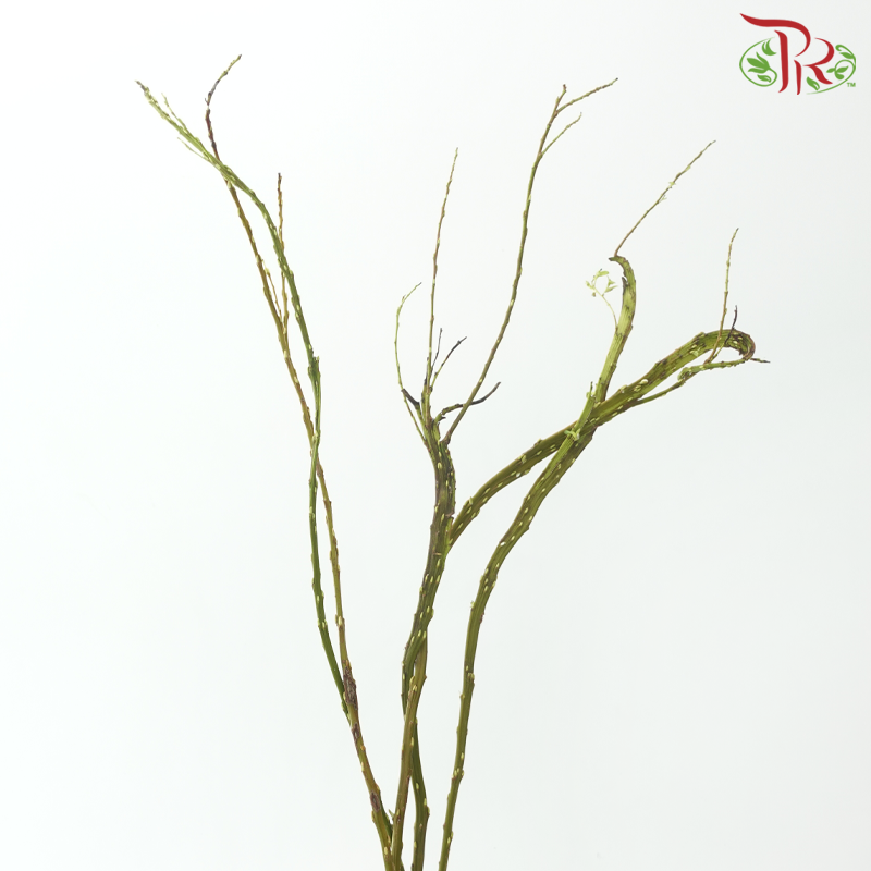 Salix Udensis (5 Stems)-Japan-prflorist.com.my