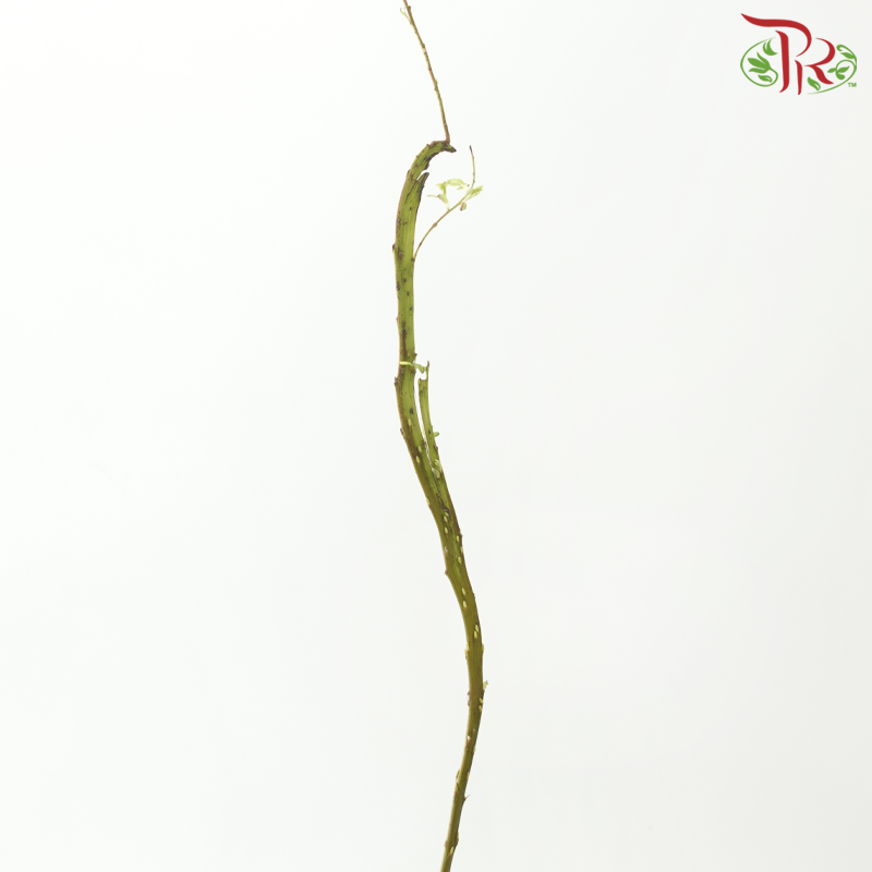 Salix Udensis (5 Stems)-Japan-prflorist.com.my