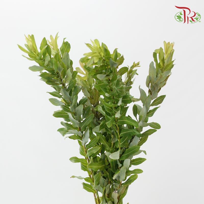 Salix Udensis-Import-prflorist.com.my