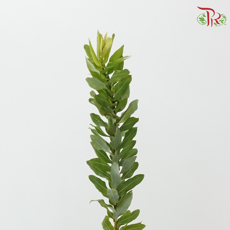 Salix Udensis-Import-prflorist.com.my