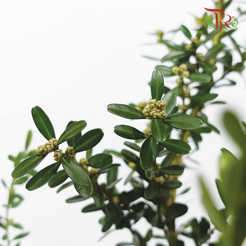 Salix Warburgii - (Per Bunch)-Import-prflorist.com.my