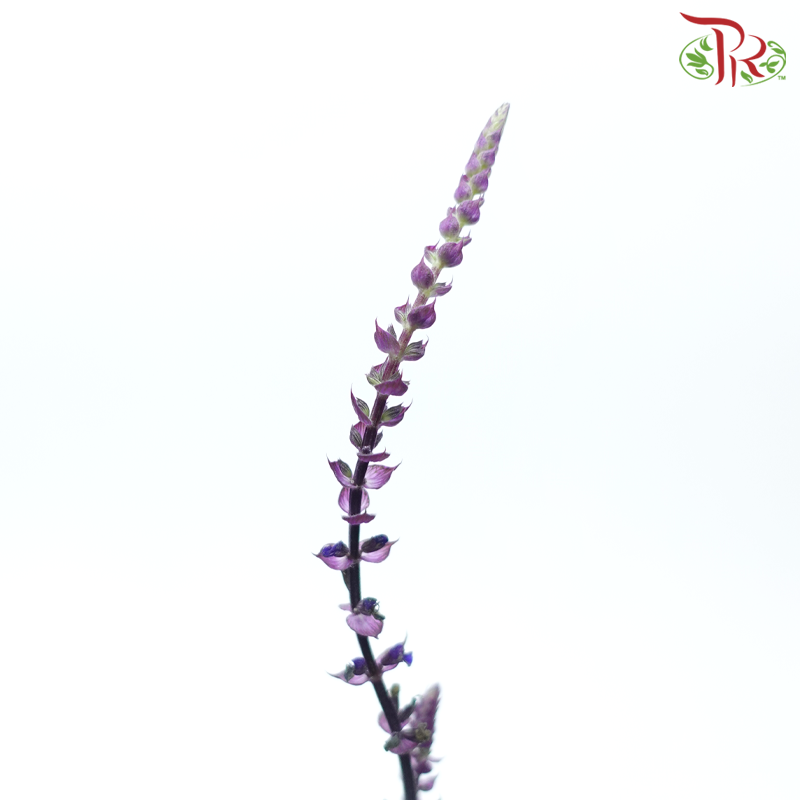 Salvia (5 Stems)-Netherland-prflorist.com.my