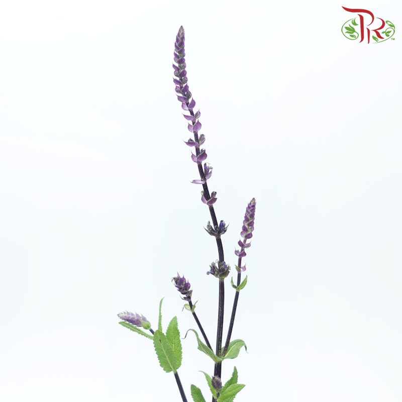 Salvia (5 Stems)-Netherland-prflorist.com.my