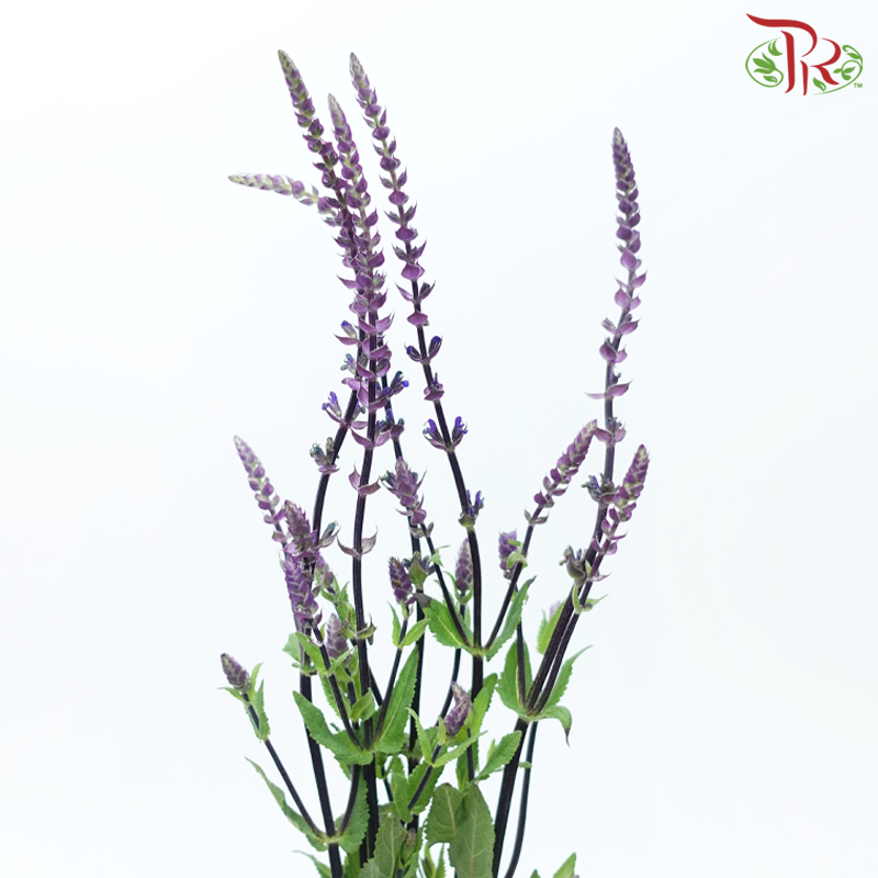 Salvia (5 Stems)-Netherland-prflorist.com.my