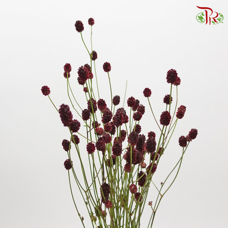 Sanguisorba - (5 Stems) (Fragile)-Netherland-prflorist.com.my