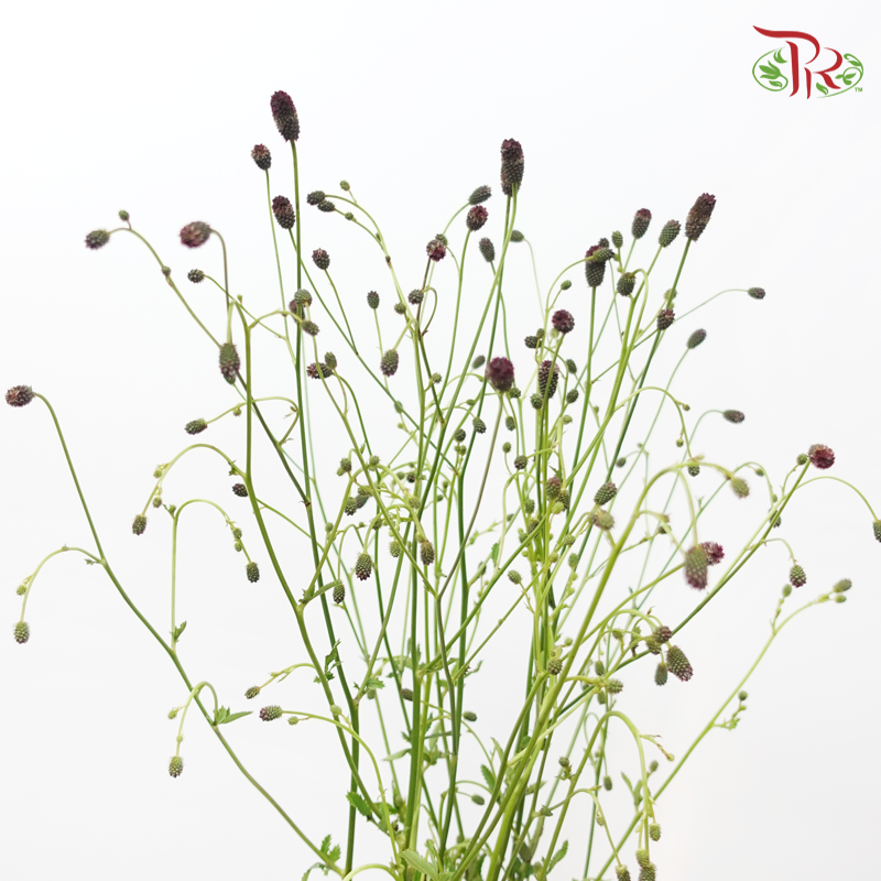 Sanguisorba (5 Stems)-Japan-prflorist.com.my