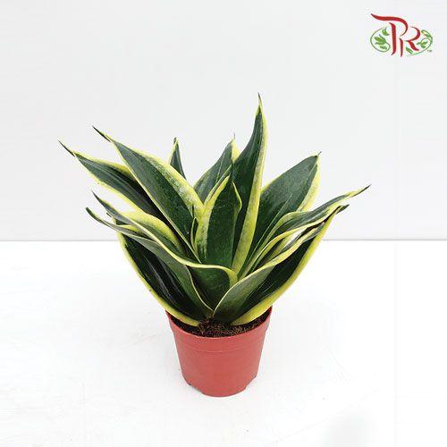 Sansevieria Golden Hanii 《金边短叶虎尾兰》- DARK GREEN-Pudu Ria Florist-prflorist.com.my