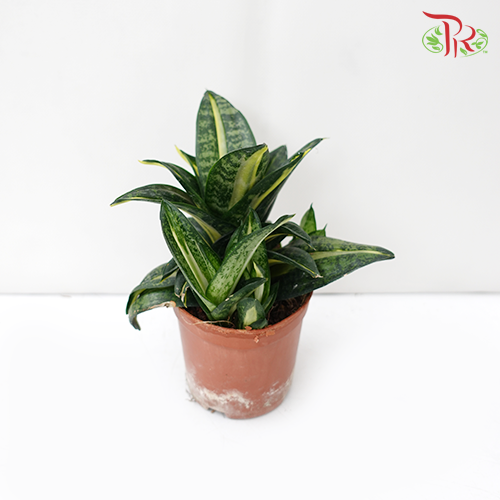 Sansevieria Twister《旋转虎尾兰》