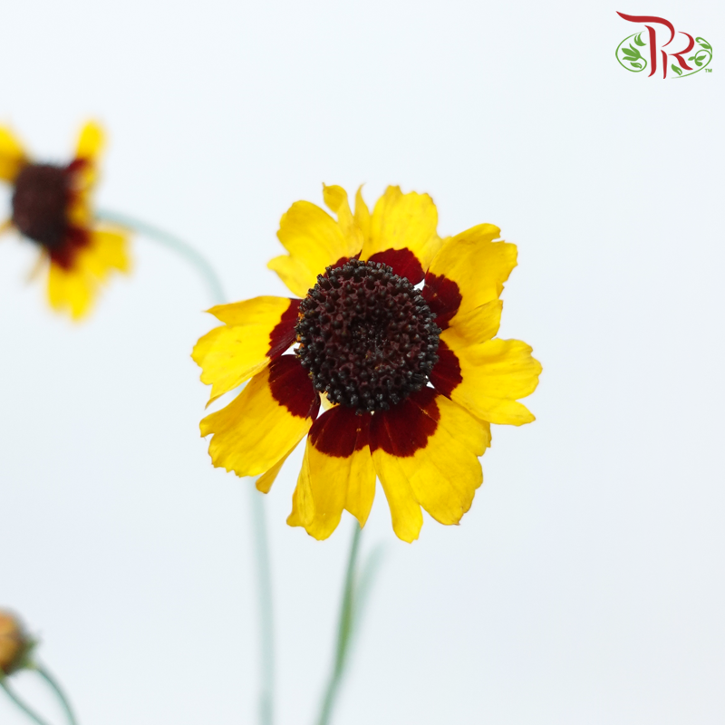 Sanvitalia - (Per Bunch)-China-prflorist.com.my