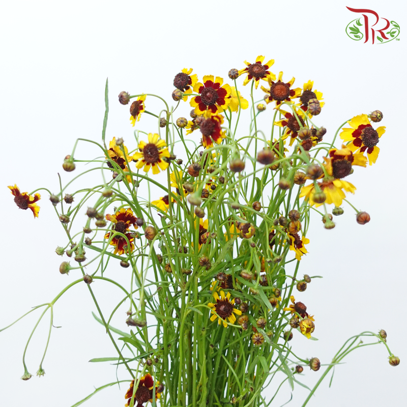 Sanvitalia - (Per Bunch)-China-prflorist.com.my