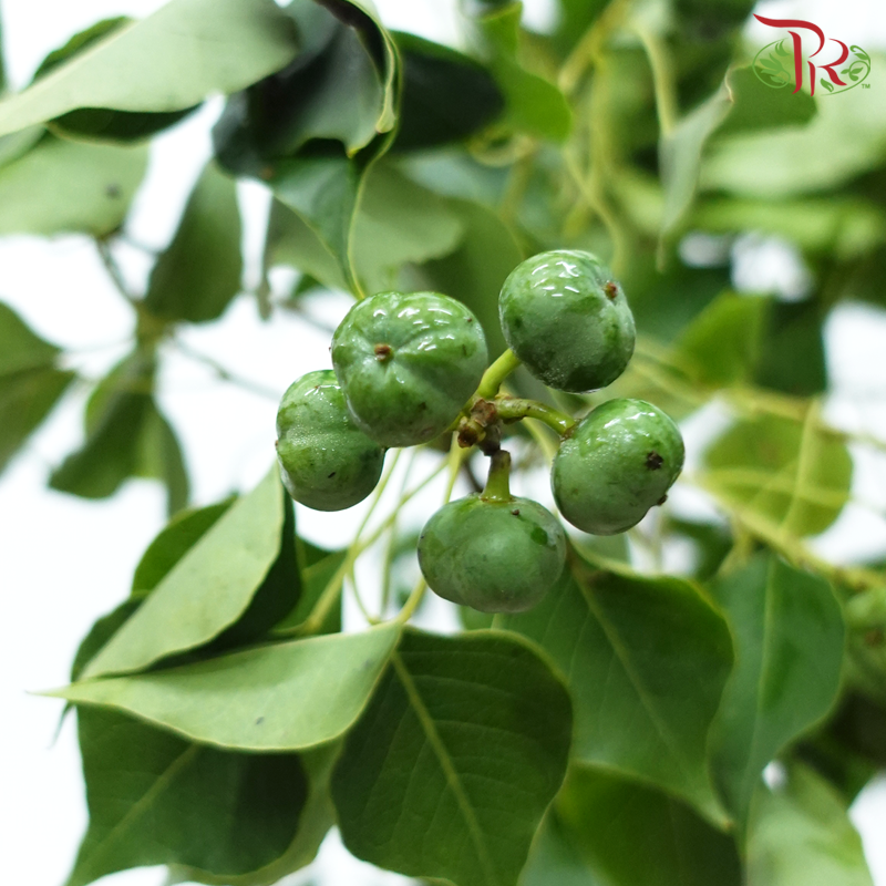 Sapium Sebiferum (Per Bunch)-China-prflorist.com.my