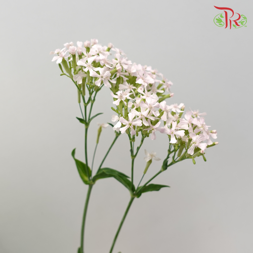 Saponaria - Pink (Per Bunch)-Pink-China-prflorist.com.my