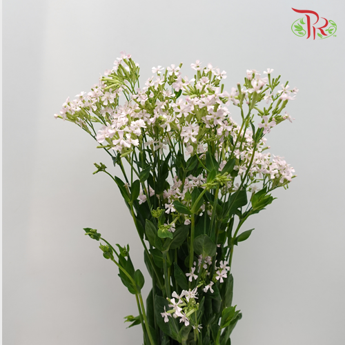 Saponaria - Pink (Per Bunch)-Pink-China-prflorist.com.my