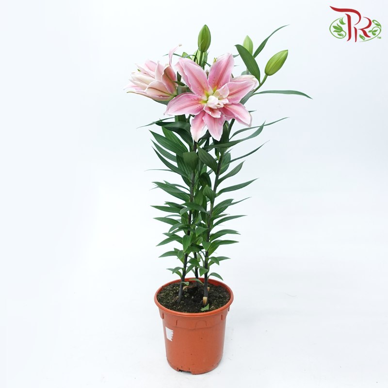 Sara Rose Lily Pot P170《百合花》- SPECIAL DEAL