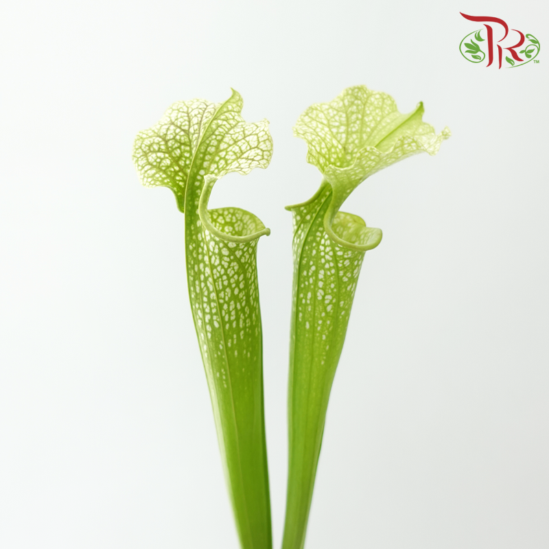 Sarracenia - Bicolour Green & White (2 Stems)-Bicolour Green & White-Japan-prflorist.com.my