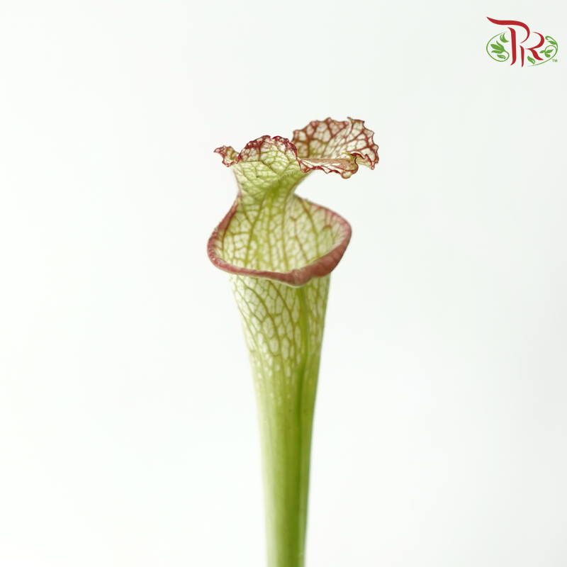 Sarracenia - Green With Red Line (2 Stems)-Green With Red Line-Japan-prflorist.com.my