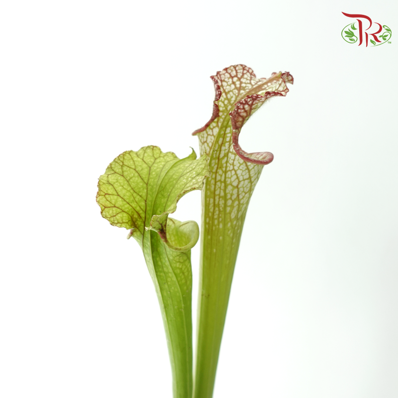 Sarracenia - Green With Red Line (2 Stems)-Green With Red Line-Japan-prflorist.com.my